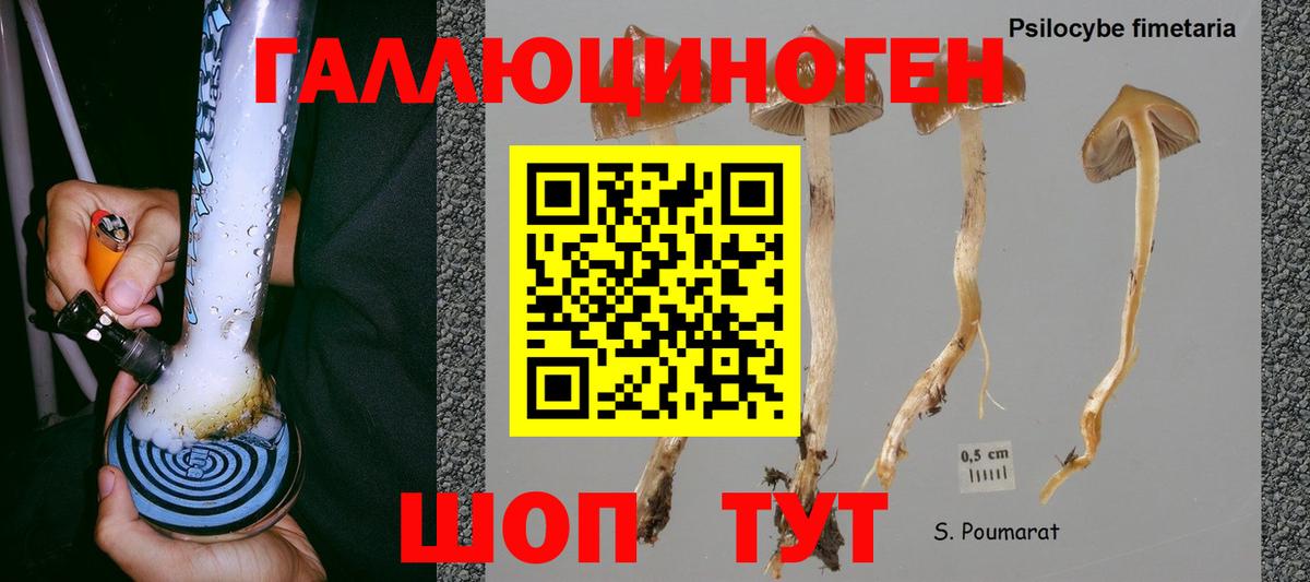 Псилоцибиновые грибы Cubensis  Вход с VPN  Черняховск 